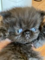 Himalayan Cats for sale in Germantown, MD, USA. price: $1,000