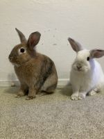Himalayan Rabbits for sale in Fresno, CA, USA. price: $50