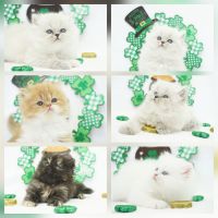 Himalayan Cats for sale in Mill Hall, Pennsylvania. price: $1,350