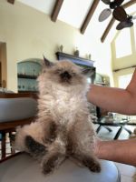 Himalayan Cats for sale in Wesley Chapel, Florida. price: $700
