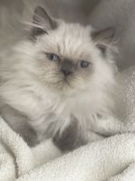 Himalayan Cats for sale in Rockford, Illinois. price: $1,200