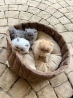 Himalayan Cats for sale in Germantown, MD, USA. price: NA