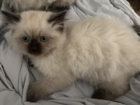 Himalayan Cats for sale in Danville, KY, USA. price: $700