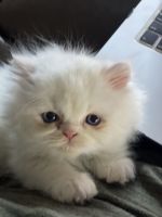 Himalayan Cats for sale in San Diego, CA, USA. price: $950