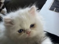 Himalayan/Persian Kittens
