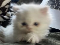 Himalayan/Persian Kittens