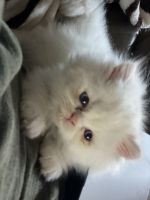 Himalayan/Persian Kittens