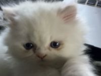Himalayan/Persian Kittens