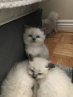 Himalayan kittens
