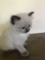 Himalayan kittens