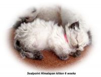 Himalayan Kitten in Florida