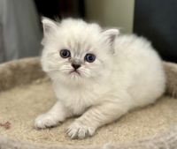 Himalayan Cats for sale in Lake in the Hills, IL 60156, USA. price: $800