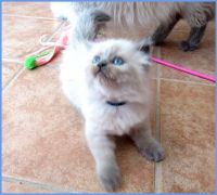 Himalayan Kitten