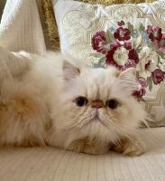 Himalayan Cats for sale in South Boston, VA 24592, USA. price: $1,200