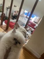 Himalayan Cats for sale in Germantown, MD, USA. price: NA