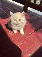 Persian kittens