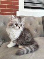 Himalayan Cats for sale in Columbia, PA 17512, USA. price: $1,000