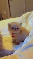 Himalayan Cats for sale in Maple Shade, NJ 08052, USA. price: $1,200