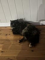 Minx - Himalayan x domestic