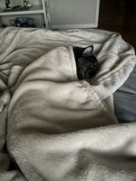 Minx - Himalayan x domestic