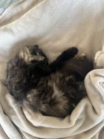 Himalayan Cats for sale in Raceview QLD 4305, Australia. price: $50