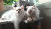 Himalayan Cats for sale in Kelowna, BC, Canada. price: $350