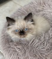 Himalayan Cats for sale in Shepherdsville, KY 40165, USA. price: $600