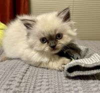 Himalayan Cats for sale in Lake in the Hills, IL 60156, USA. price: $700