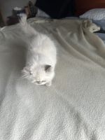 Himalayan Cats for sale in Medway, OH 45341, USA. price: $700