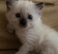 Super Rare Japanese Doll Face Himalayan Kitten