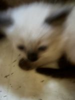 Super Rare Japanese Doll Face Himalayan Kitten