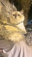Himalayan Cats for sale in Al Ain - Abu Dhabi - United Arab Emirates. price: 1,300 AED