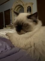 Blue Point Himalayan For Sale