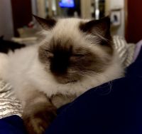 Himalayan Cats for sale in Bloomington, IN, USA. price: $250