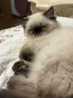 Blue Point Himalayan For Sale