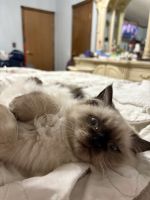 Blue Point Himalayan For Sale