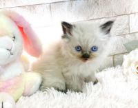 Himalayan Cats for sale in Honolulu, HI, USA. price: $750