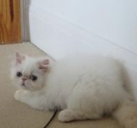Himalayan Cats for sale in Burlington, WY 82411, USA. price: $300
