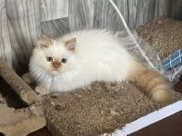 Beautiful Himalayan Kitten