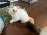 Beautiful Himalayan Kitten