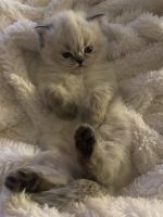 Himalayan Cats for sale in Lake in the Hills, IL 60156, USA. price: $900