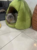 Himalayan Cats for sale in Street 11, Kuwait. price: 700 KWD