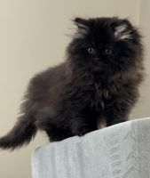 Himalayan Cats for sale in Syracuse, NY, USA. price: $600