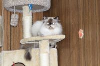 Himalayan Cats for sale in Philadelphia, PA, USA. price: NA