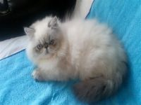 Himalayan Cats for sale in Elizabethton, TN, USA. price: NA