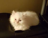 Himalayan Cats for sale in San Antonio, TX, USA. price: $500