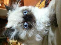 Himalayan Cats for sale in Shreveport, LA, USA. price: $1,100