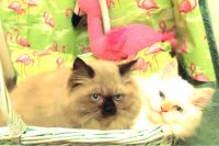 Himalayan Cats for sale in Ann Arbor, MI, USA. price: $500