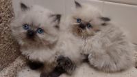 Himalayan Cats for sale in Adairsville, GA 30103, USA. price: NA