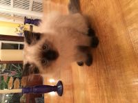 Himalayan Cats for sale in Sorrento, FL 32776, USA. price: $500
